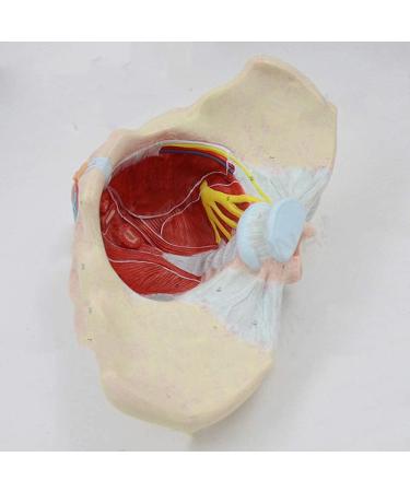Basin Muscular Template - Woman Pelvic Floor Muscle Nerve Perineal Ligament Model - Anatomical Medical Basin with Pelvian Floor Muscles and Model - Buy Online on GoSupps.com