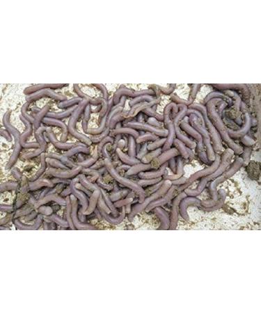 WENXUANSU: Precious dried seafood Sipunculus nudus 8 ounce (227 gram) sandworms from Nanhai - Buy Online on GoSupps.com