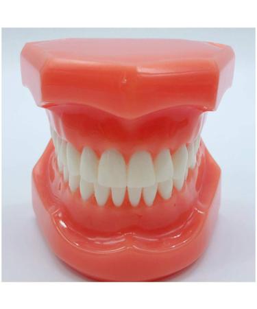 DYTAH Teeth Model For Adult Standard -Typodont -Demonstratio -Teaching Study For Studies (Teeth Are Not Loose)