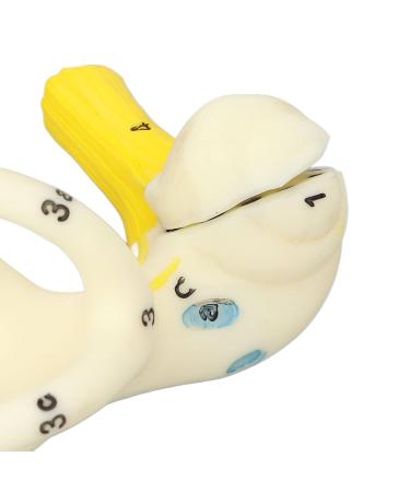 5X Magnification Ear Model - Clear PVC Design for Teaching Inner Ear Structure - Buy Online on GoSupps.com