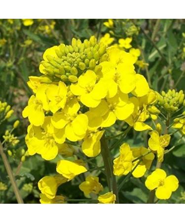 200 Seeds/Packs Plants in potio Yellow Flourishing of The Oil Oil rapeseed Edible rapeseed - Buy Online on GoSupps.com
