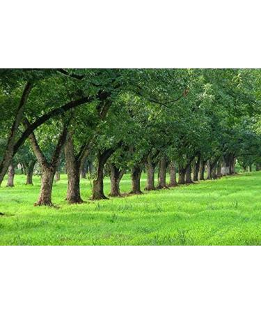 Clevera Supreme Jumbo Pecans 12 Ounces (Halves) - Fresh - Raw -Kosher - HACCP - Small Batch - Sustainably Sourced - Straight from The Farm - Non-GMO - Gluten Free - Buy Online on GoSupps.com