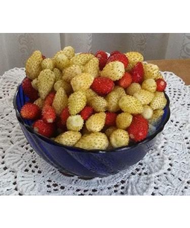 Portal Cool Golden Strawberry dessert perpetual yellow seeds Ukrainian Strawberry 004 G - Buy Online on GoSupps.com
