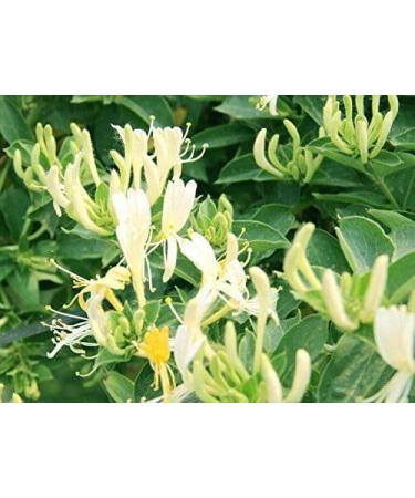 WENXUANSU: Precious honeysuckle flower 3 pound (1362 grams) special herbal tea from famous Himalayas - Buy Online on GoSupps.com