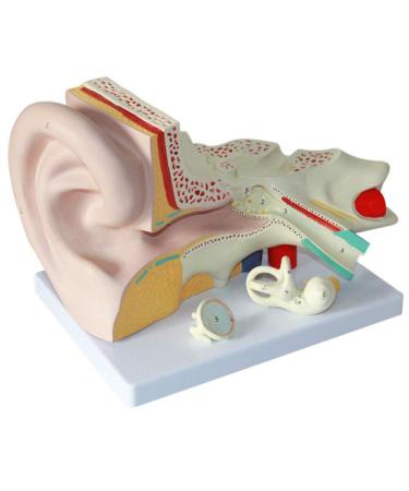 Human Ear Anatomical Enlargement Model Detachable Ear Model Ear Structure Model Inner Ear Labyrinth Suitable for Medical Teaching