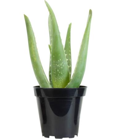 Live Aloe Vera Succulent Plant in 3.5 Inch Pot by Plants for Pets - Indoor House Plant - Buy Online on GoSupps.com