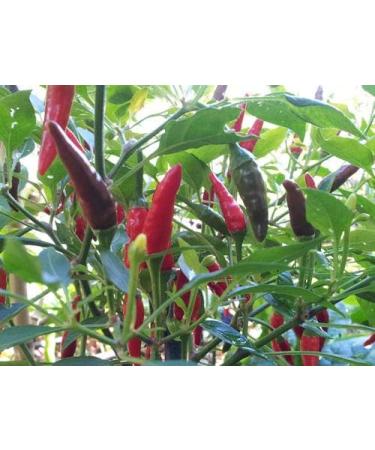 Portal Cool Insanely Hot Devils Pene Chilli Flakes Molto raro & Hot Chilli 20 Gram - Buy Online on GoSupps.com