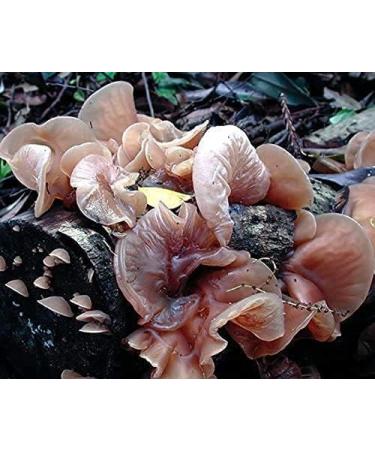 MycoVital Bio Auricularia Mushroom Powder Capsules - 93 Vegan Capsules (500mg) | 100% Pure German Cultivation - Buy Online on GoSupps.com