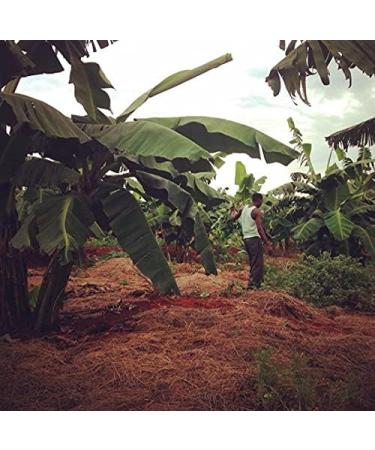 Source climate change coffee Tanzania Kilimanjaro beans 227g - Buy Online on GoSupps.com