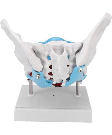 Pongnas Efficient Stylish Utensil for Fitness Training | Optimal Demo & Extra Content - Shop Internationally - Buy Online on GoSupps.com