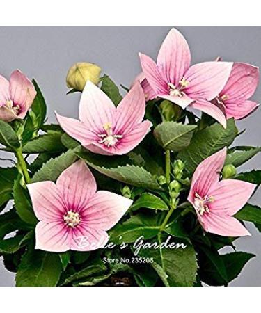 SEMI -100pcs semi Astra Rosa fiori Sementi di fiori rari giardino domestico di DIY Semi bel fiore Bonsa Pianta