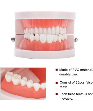 Teeth Model & Denture Gums 28Pcs - Standard Adult Teaching Tool | International Shipping - Buy Online on GoSupps.com