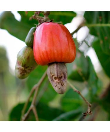 Botanica Raw Whole Cashews 24 oz - Organic, Crunchy, Unsalted, Vegan - Keto & Paleo Friendly - 1.5 lb Pack - Buy Online on GoSupps.com