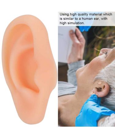 Simulated Ear Acupuncture Models - Realistic Silicone Ears for Training (Right) - Buy Online on GoSupps.com