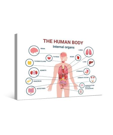 Human Body Internal Organs Wall Art Thymus Gland and Reproductive System of Male and Female Wall Art for Living Room Heart Brain Liver kidneys Posters Print on Canvas Framed Ready to Hang 12X16 INCH Anatomy-6 15.7"L x 0.6"W