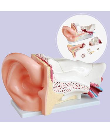 Scientific Research Human Ear Model 5 Times Life-Size Model with 6 Parts Showing Major Regions of The Ear Teaching Supplies - Buy Online on GoSupps.com