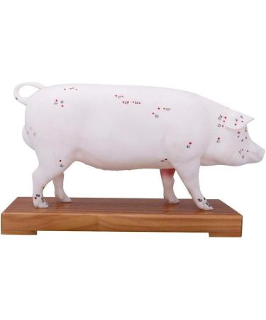 Acupuncture Pig Model Veterinary Acupuncture Animal Anatomy Model Medical Training Aid - Buy Online on GoSupps.com