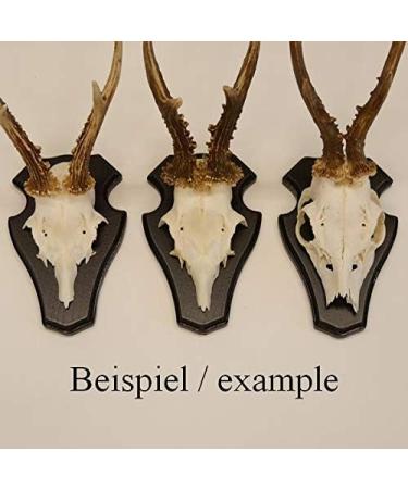 5 Pieces REH Buck Sign Trophy Set with Pine Compartment - Dark Oak Finish | International Shipping Available - Buy Online on GoSupps.com