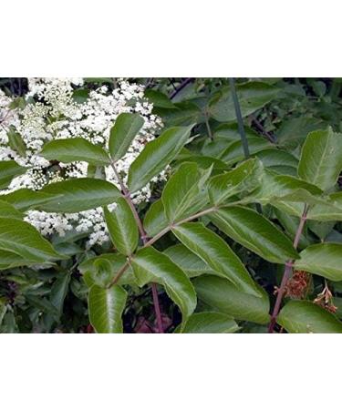 Portal Cool Seeds Package: 300 Seeds: American Elderberry Shrub Sambucus Canadensis Seeds - Buy Online on GoSupps.com