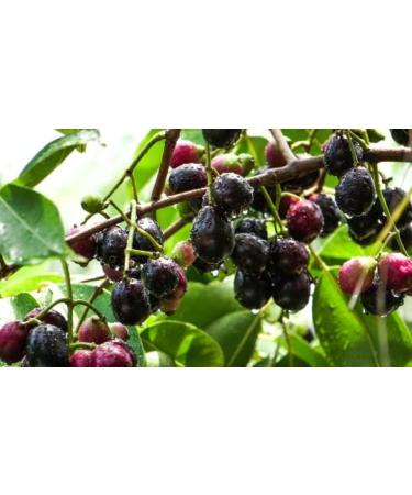 Jamun Seeds Powder 200g Organic non GMO Indian blackberry powder - Buy Online on GoSupps.com
