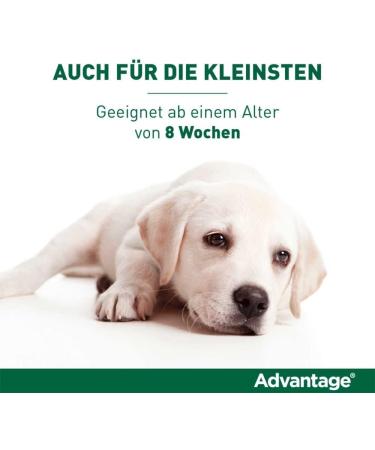 Elanco Advantage Spot-on 40 for Very Small Dogs - Quick Flea Control & Protection Up to 4 Weeks | 4 Pipets (0.4 ml) - Buy Online on GoSupps.com