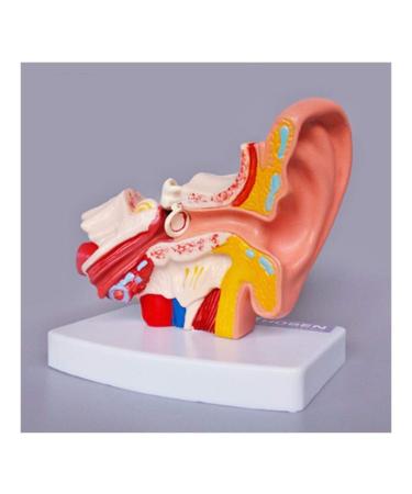 Anatomical Structure of Human Ear Model of Human Ear Ear Canal Ear Outside The Middle and Inner Ear Hearing ENT Medicine