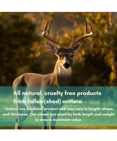 EZ Antler Chews - Deer Antlers for Dogs - Large Whole - Dogs Under 55lbs - Long Lasting Dog Treats Dog Chews - Marrow Bone Dog Treats - Naturally Shed Preservative Free Cruelty Free - Antler Dog Chew - Buy Online on GoSupps.com