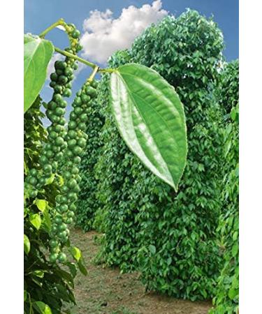 227/8oz (1/2 LB) Ceylon Black Peppercorns (2 Packs of 114g) - Buy Online on GoSupps.com