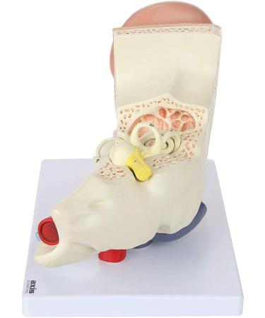 Human Ear Model 5 Times Natural Size Pattern with 3 Parts Illustrating Ear Main Ear Beings Ear Cleaner Internal Ear - Buy Online on GoSupps.com