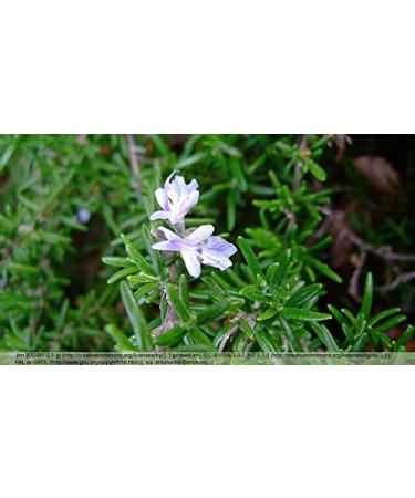 Indigo Herbs Rosemary tincture 100 ml - Buy Online on GoSupps.com