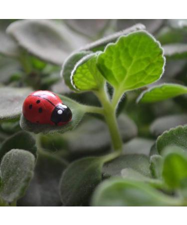 120pcs Wood Bees & Ladybugs Self-Adhesive Embellishments for Crafts and Parties - Buy Online on GoSupps.com