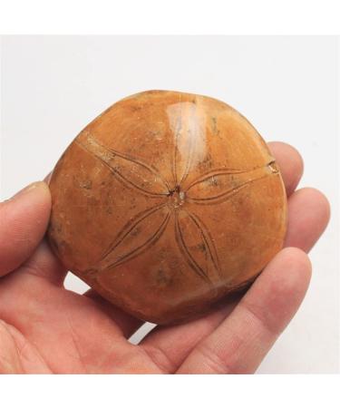 Crystal Natural Starfish raw Stone Specimen Natural Stones and Minerals Suitable for Home Office Decoration - Buy Online on GoSupps.com