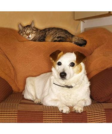 Buy Cat Urinary Tract Care - Total Health Complex for Dogs & Cats | Premium Hair Skin Mouth & Urinary Care - Senior Cat Treats - 2 Bottles (120 Tablets - Buy Online on GoSupps.com