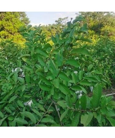 Fresh Organic Guva Leaves | Approx 20G Jumbo | Guva Leaf For Medical | Use Diabetes & Skin Care| Indian Origin|Next Day Shipping By Seelans - Buy Online on GoSupps.com