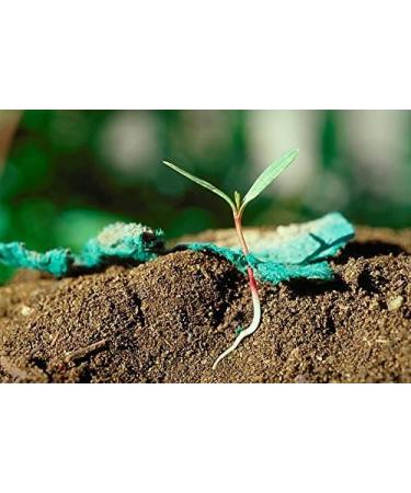 Earth Shapes Seed Paper Packs - Blue Green - 25 Shapes - Bloomin - Buy Online on GoSupps.com