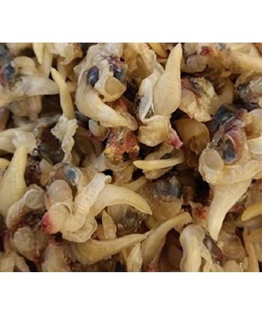 WENXUANSU: Dried seafood clam 2 Pound (908 grams) from South China Sea Nanhai