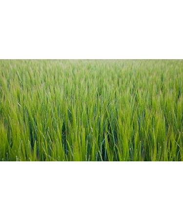 Buy Indigo Herbs Bio Gerstengras Pulver 250g - Premium Organic Barley Grass Powder for Optimal Health | International Shipping Available - Buy Online on GoSupps.com