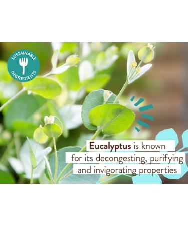 Babo Botanicals Eucalyptus Remedy Conditioner - Gentle & Nourishing Plant-Based Formula for Normal to Oily Hair - Vegan & Hypoallergenic - 6 fl. oz - Buy Online on GoSupps.com