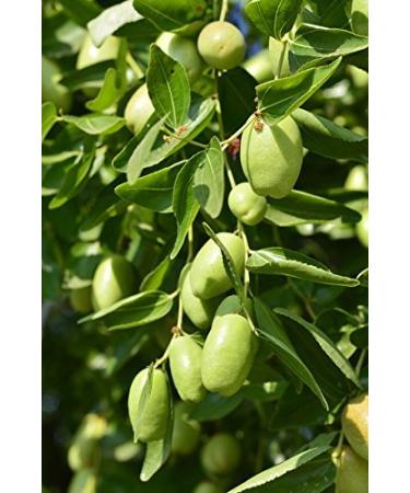 US Organic Jojoba Oil - 100% Pure Cold Pressed USDA Certified - 128 oz (1 Gallon) for DIY & Manufacturing - Buy Online on GoSupps.com