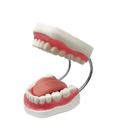 Youya 6-Fold Dental Brushing Teaching Model - Tooth Decay Evolution Display for Educational Use - Buy Online on GoSupps.com