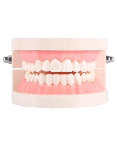 Tooth model dental teeth prosthesis tooth model Typodont demonstration study children teaching teeth brushing for children's lessons and patient education