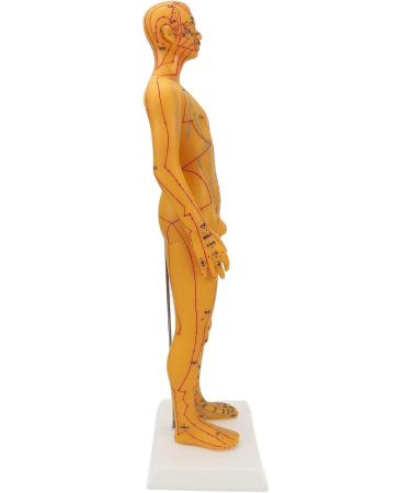 High-Quality Acupuncture Point Body Model - Exquisite Craftsmanship & Practical Accessories for Training - Buy Online on GoSupps.com