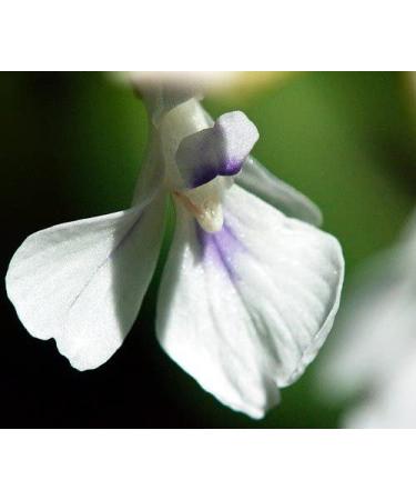 Hirt's Red Prayer Plant - Easy to Grow Maranta House Plant - 4 Pot Maranta Red - Buy Online on GoSupps.com