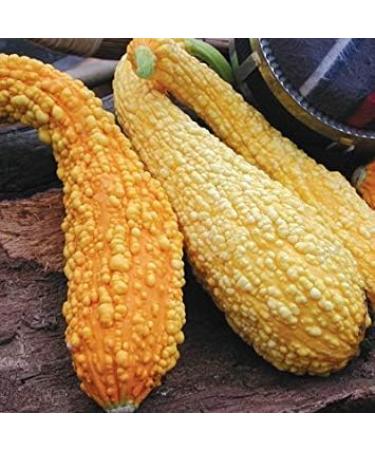 Astonish Seed Package 7 gram Conion & Organic Yellow Gele Courgette Seeds - Buy Online on GoSupps.com
