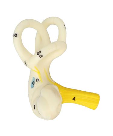 Anggrek Ear Semicircular Canal Model 5X Magnification | Inner Ear Cochlea Anatomical Structure - Buy Online on GoSupps.com