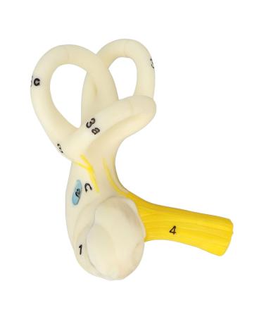 Highly Detailed Inner Ear Labyrinth Model - 5X Magnification PVC Semicircular Canal - Ideal for Teaching and Education - Buy Online on GoSupps.com