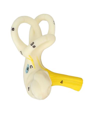 Ear Semicircular Canal Model Inner Ear Labyrinth Model Ear Internal Structure Model Ear Semicircular Canal Anatomical Model 5X Magnification Clear Structure Inner Ear Cochlea Mode