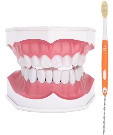 Tooth Model with Toothbrush - Standard Dental Cavity Demonstration for Oral Hygiene Education | Perfect for Hospitals & Kindergartens - International Shipping - Buy Online on GoSupps.com