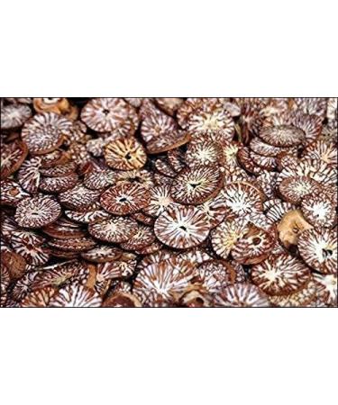 Hungry Harvest Sliced Betel Nut | Sliced Areca Nut | Cutting Supari 125 gms Kachi Sopari_Packing May Vary - Buy Online on GoSupps.com