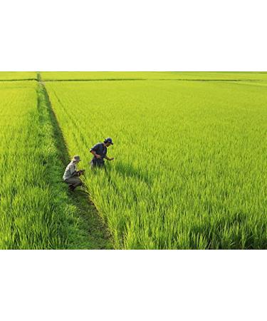 100% Japanese Niigata Prefecture Premium Koshihikari Sushi Rice - 11lb/5kg - Buy Online on GoSupps.com